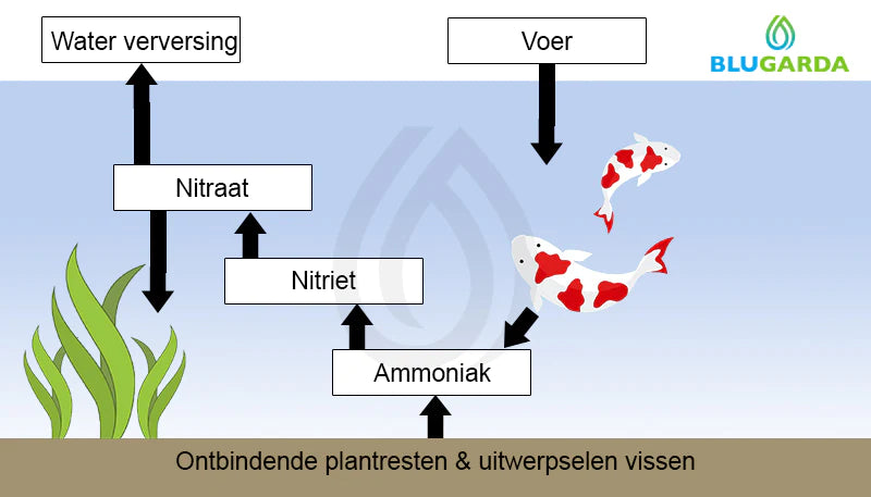 Funktionsweise des Teichökosystems